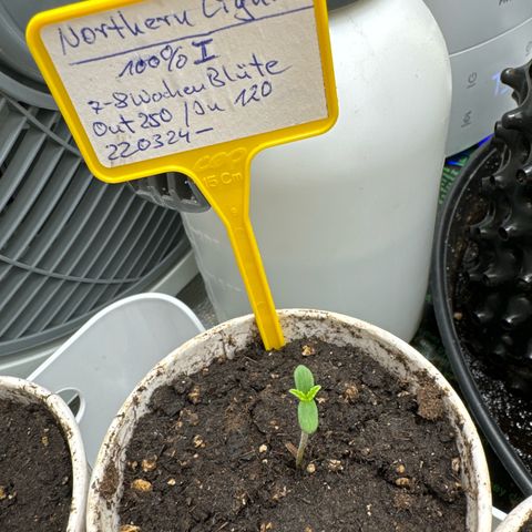 Northern Lights growlog timeline photo