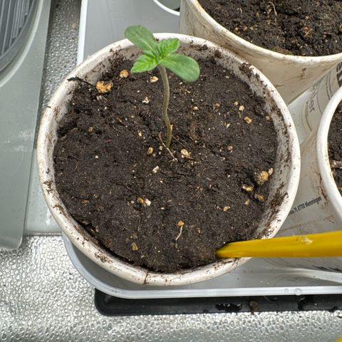 SexBud growlog timeline photo