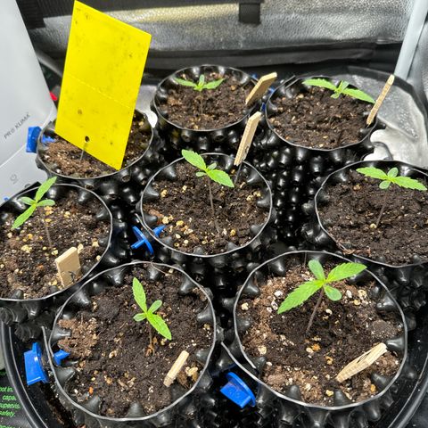 👍 Joey 4 RIP Enharda Rum  growlog timeline photo