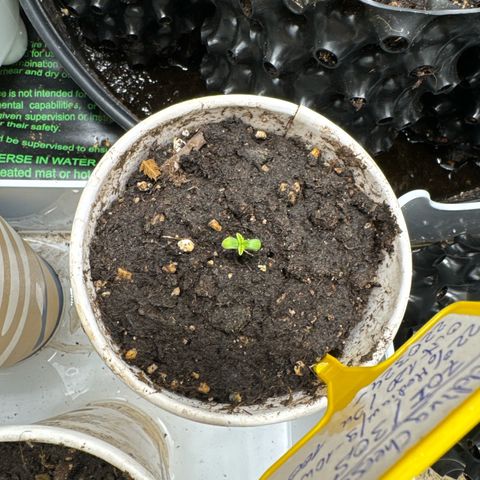 Wedding Cheesecake growlog timeline photo