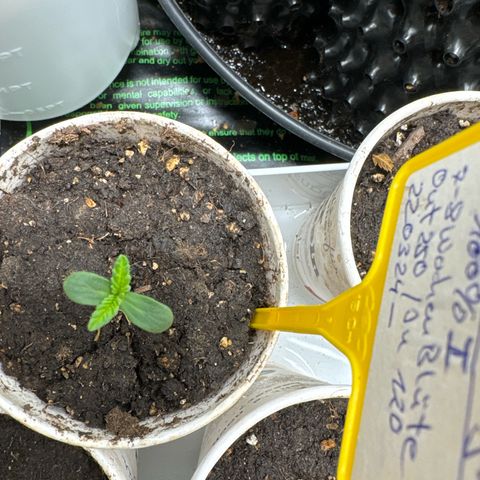 Northern Lights growlog timeline photo