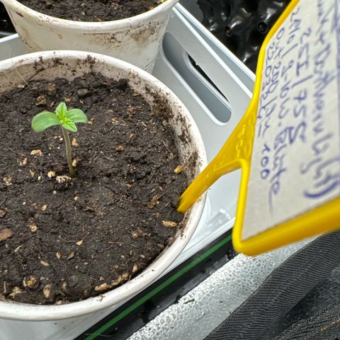Shining Silver Haze growlog timeline photo