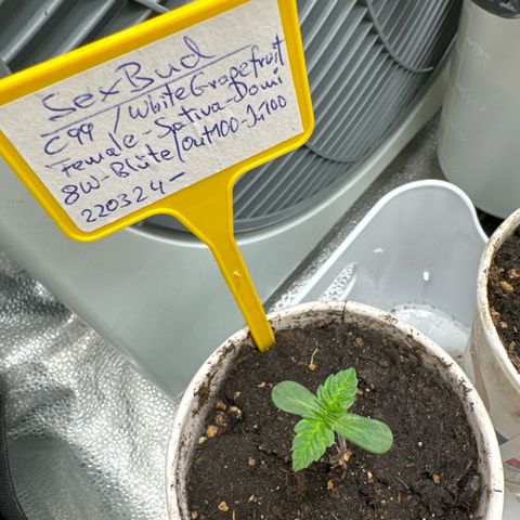 SexBud growlog timeline photo
