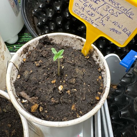 Wedding Cheesecake growlog timeline photo
