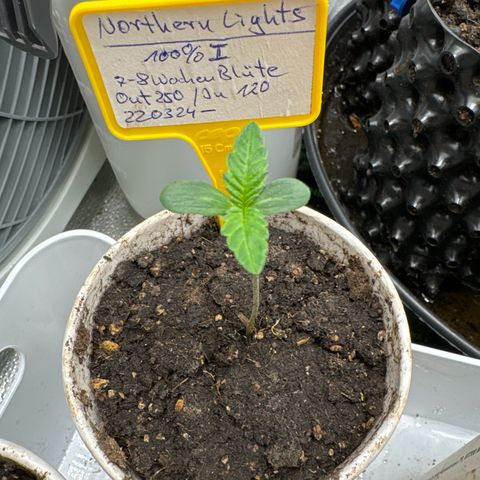 Northern Lights growlog timeline photo
