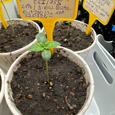 Shining Silver Haze growlog timeline photo