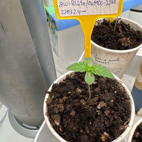 SexBud growlog timeline photo