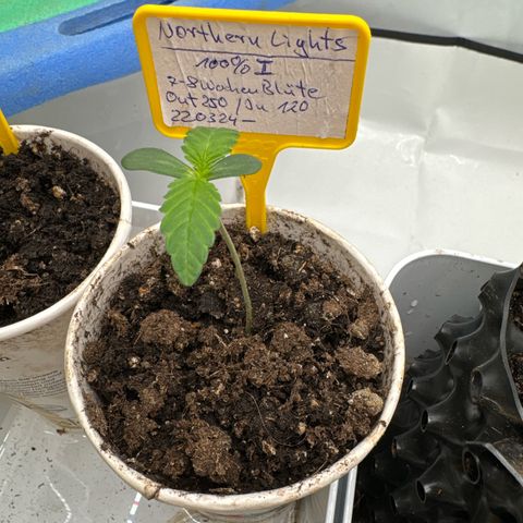 Northern Lights growlog timeline photo