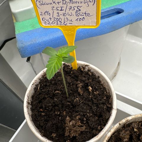 Shining Silver Haze growlog timeline photo