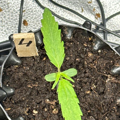 👍 Joey 4 RIP Enharda Rum  growlog photo:  normale, keine manipulierte Genetik mit schön wachsen und so . 