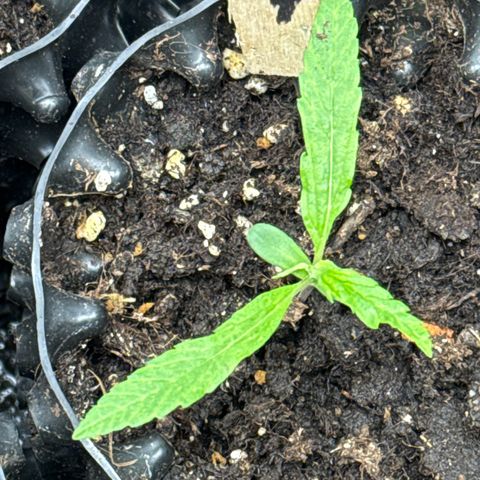 👍 Joey 4 RIP Enharda Rum  growlog photo:  Keine manipulierte Genetik mit schön wachsen und so . 
