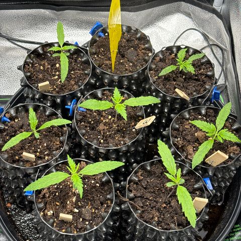 👍 Joey 4 RIP Enharda Rum  growlog photo: 🌱 Legal 🙏🙃😁 ( 7 werden davon ☠️ gekillt wegen Weiblich / Männlich )