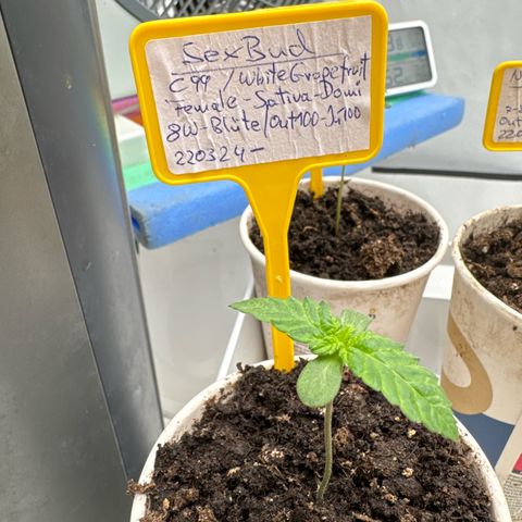 SexBud growlog photo: 🌱 Legal 🙏🙃😁