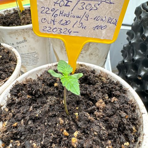 Wedding Cheesecake growlog photo: 🌱 Legal 🙏🙃😁