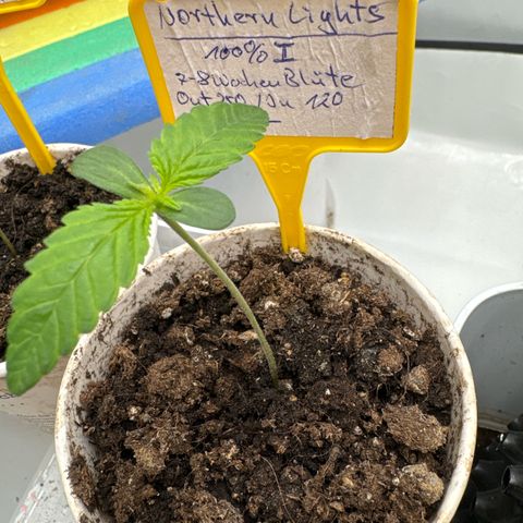 Northern Lights growlog photo: 🌱 Legal 🙏🙃😁