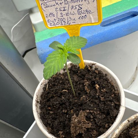 Shining Silver Haze growlog photo: 🌱 Legal 🙏🙃😁
