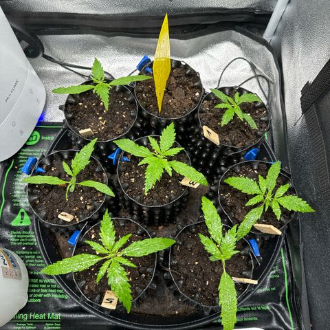 👍 Joey 4 RIP Enharda Rum  growlog timeline photo