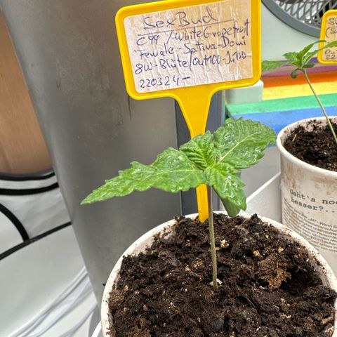 SexBud growlog timeline photo