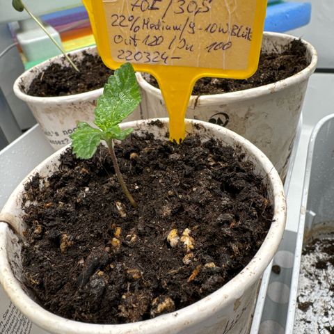 Wedding Cheesecake growlog timeline photo