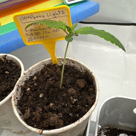 Northern Lights growlog timeline photo