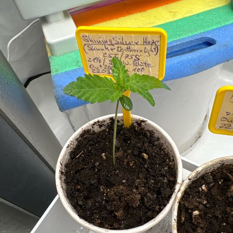 Shining Silver Haze growlog timeline photo
