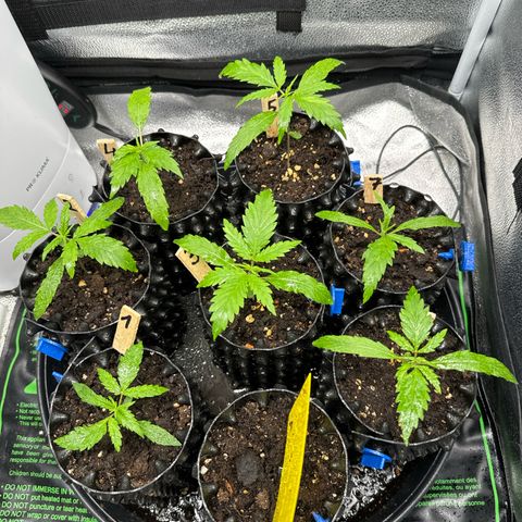 👍 Joey 4 RIP Enharda Rum  growlog timeline photo