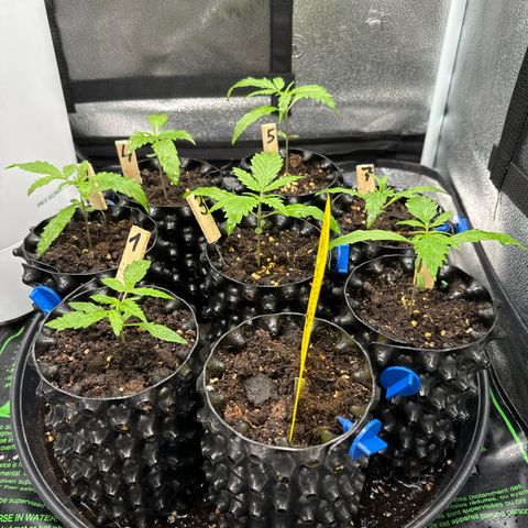 👍 Joey 4 RIP Enharda Rum  growlog timeline photo