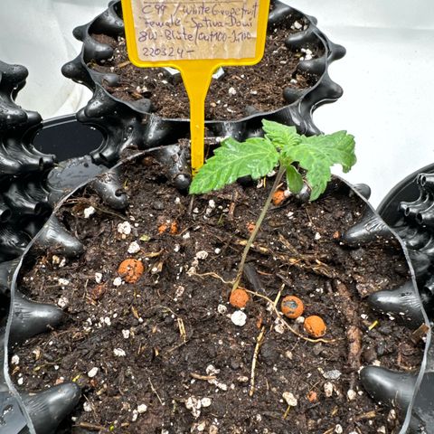 SexBud growlog timeline photo