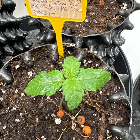 SexBud growlog timeline photo