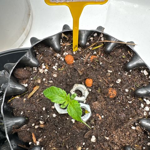 Wedding Cheesecake growlog timeline photo