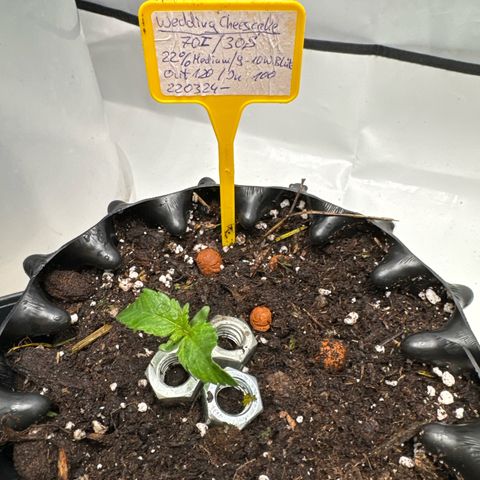 Wedding Cheesecake growlog timeline photo