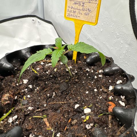 Northern Lights growlog timeline photo