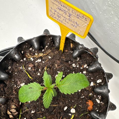 Northern Lights growlog timeline photo