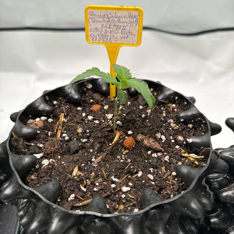 Shining Silver Haze growlog timeline photo