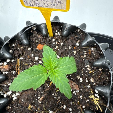 Shining Silver Haze growlog timeline photo