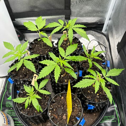 👍 Joey 4 RIP Enharda Rum  growlog timeline photo