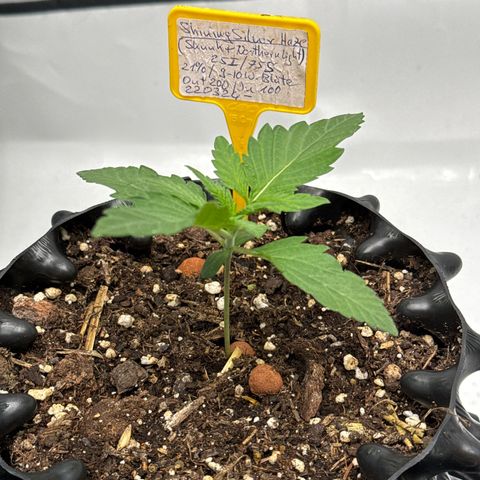 Shining Silver Haze growlog timeline photo