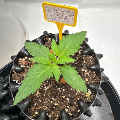 Shining Silver Haze growlog timeline photo