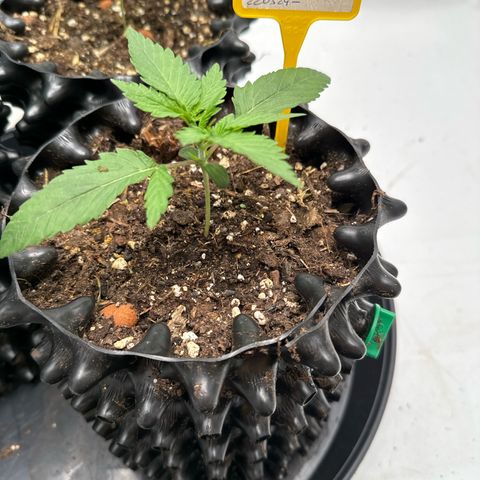 Northern Lights growlog timeline photo