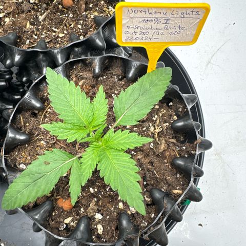 Northern Lights growlog timeline photo