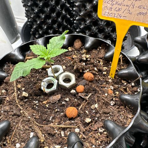 Wedding Cheesecake growlog timeline photo