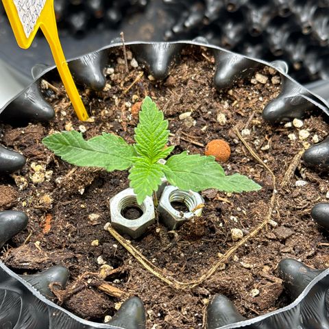 Wedding Cheesecake growlog timeline photo