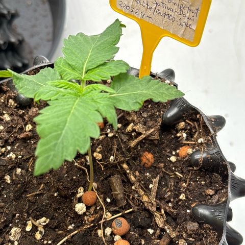 SexBud growlog timeline photo