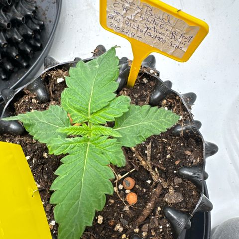 SexBud growlog timeline photo
