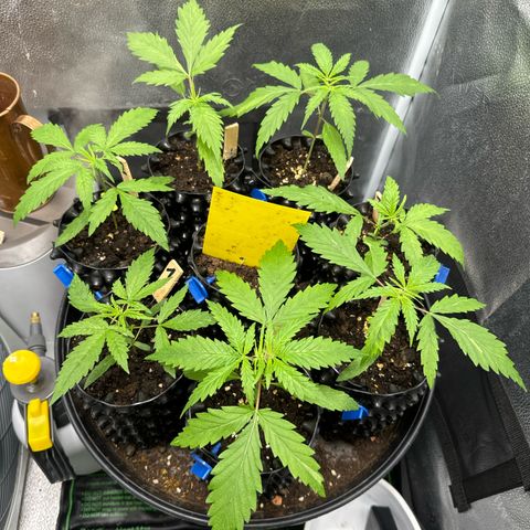 👍 Joey 4 RIP Enharda Rum  growlog timeline photo