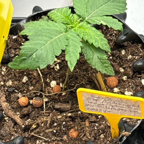 SexBud growlog timeline photo