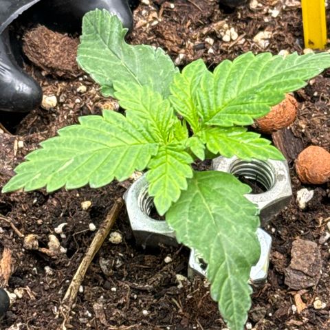 Wedding Cheesecake growlog timeline photo