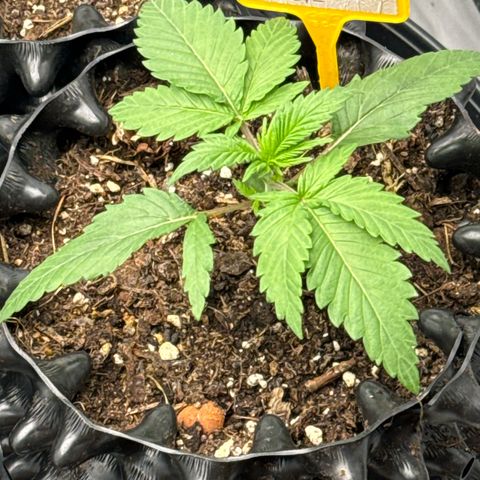 Northern Lights growlog timeline photo