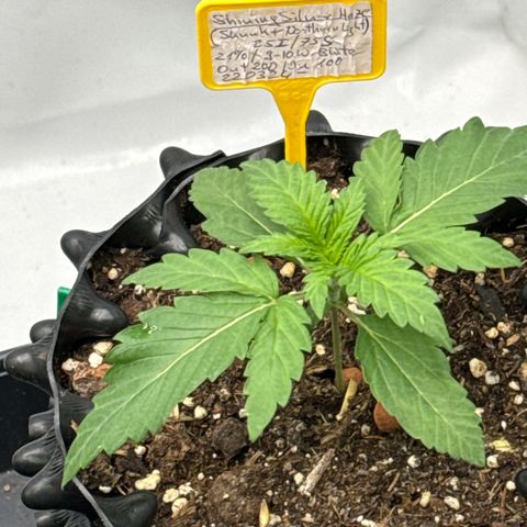 Shining Silver Haze growlog timeline photo