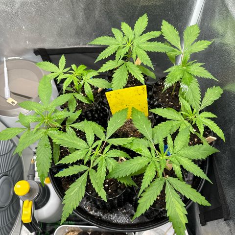 👍 Joey 4 RIP Enharda Rum  growlog timeline photo
